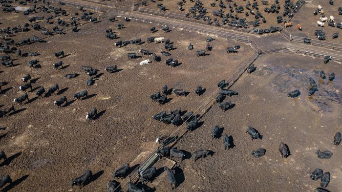 Aerial view of cattle in feedlot pens.