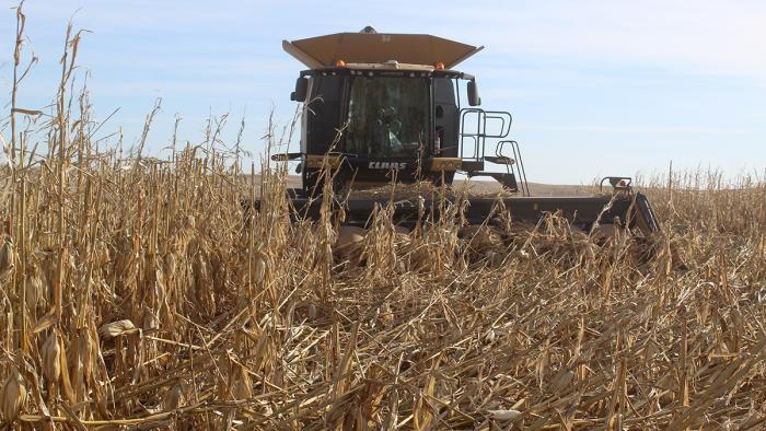 Harvesting Downed Corn