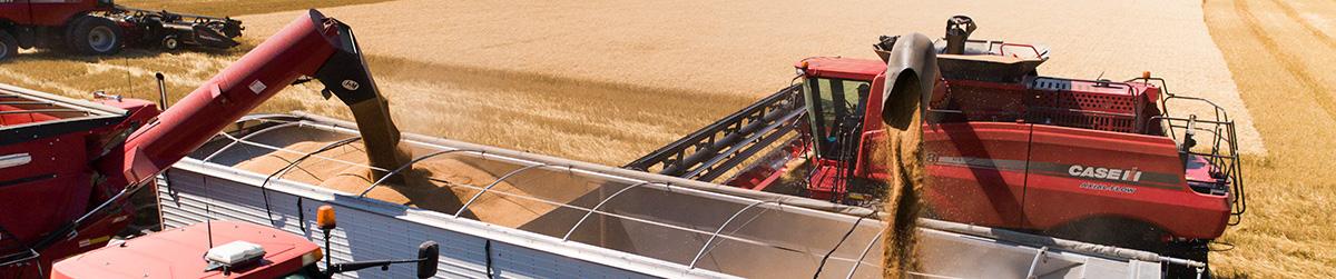 Combine and grain truck harvesting wheat.