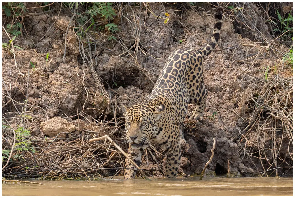 Animales en peligro de extincion en Venezuela