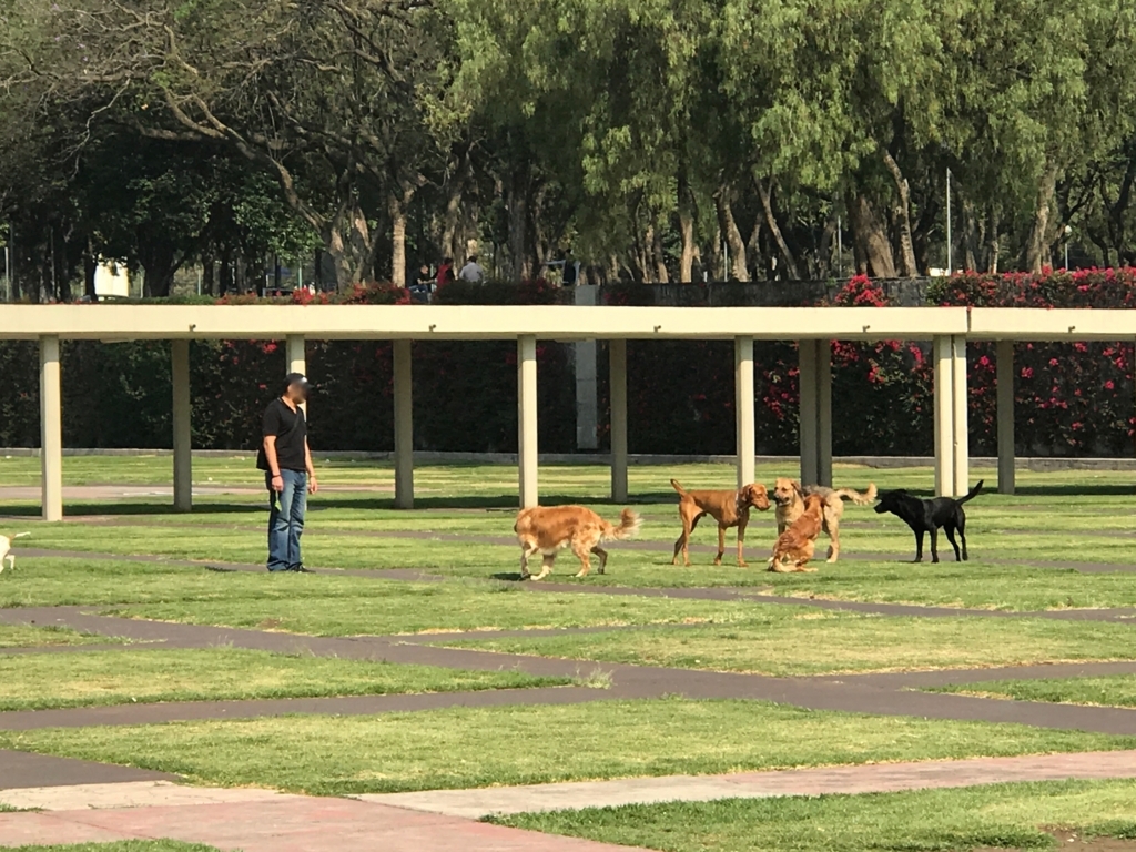 メキシコシティ 国立自治大学 広い敷地 ドックラン?