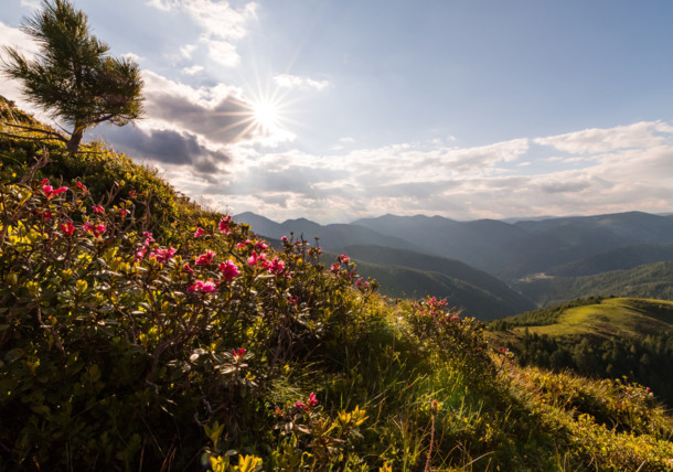     Meadow with Almrausch in the region Nockberge 