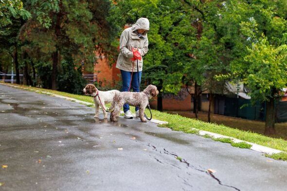 Woman Cleaning up After Her Dogs