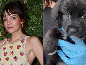 lily-allen-dog-mary-new-home-passport-incident