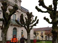 Les tilleuls de la mairie ont été rafraîchis