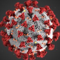 Illustration by the CDC, reveals ultrastructural morphology exhibited by coronaviruses. Note the spikes on the outer surface of the virus, which impart the look of a corona surrounding the virion, when viewed electron microscopically. A novel coronavirus,