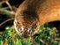 Slowworm. Anguis fragilis. Blindworm. Lizard. Anguidae. Close-up of a slowworm's head.