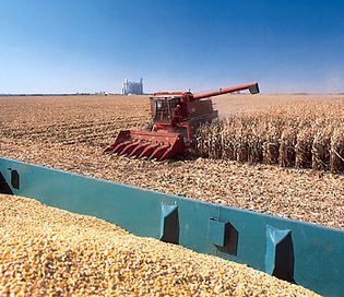 Corn harvesting in Iowa