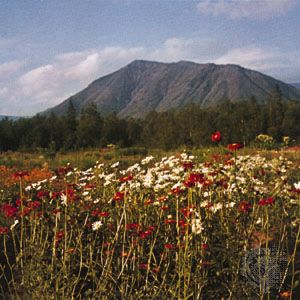 Russian botanical garden