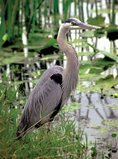 Great blue heron