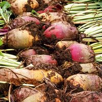 Beet. Beta vulgaris. Sugar beet. Two rows of harvested beets.