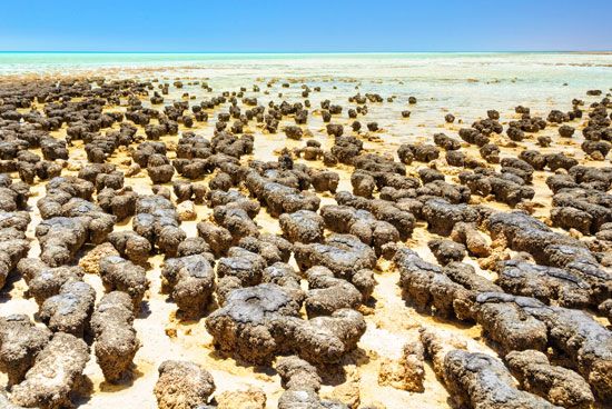 stromatolites