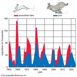 Predator and prey