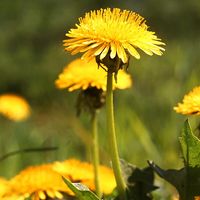 Weed. Flower. Taraxacum. Dandelion. T. officinale. Close-up of yellow dandelion flowers.