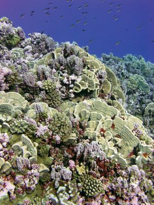 American Samoa: Rose Atoll Marine National Monument