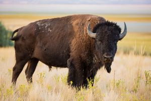 American bison (Bison bison)