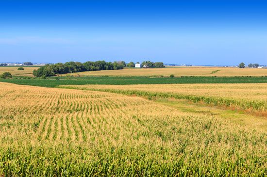 Illinois cornfield