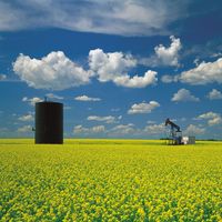 oil well in mustard field, Saskatchewan