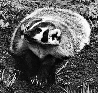 American badger