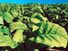 Close-up of tobacco plants in Ontario, Canada. Tobacco, Nicotiana, cured leaves used after processing in various ways for smoking, snuffing, chewing, and extracting of nicotine.