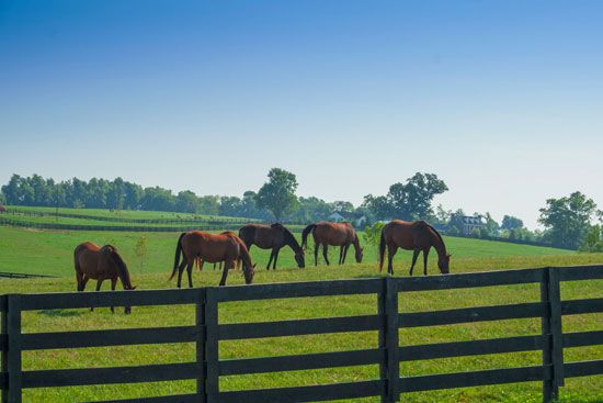 Lexington, Kentucky: horse farm