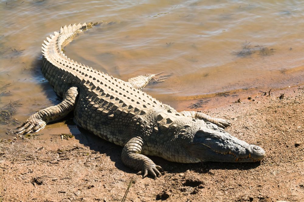 Nile crocodile (Crocodylus niloticus) sharp teeth, mouth wide open next to the river, catching some sun, Pilanesberg National Park