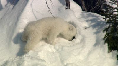 Life of polar bear cubs in the Canadian Arctic