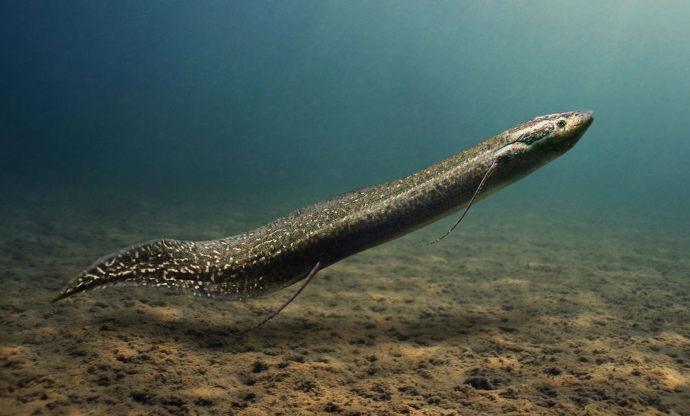 Marbled lungfish, Protopterus aethiopicus. Can live in riverbeds and other areas that have no rain for portions of the year due to their ability