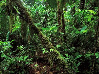 Ecuador: rainforest