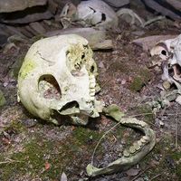 A human Inuit skull in a stone chambered cairn in Ilulissat in Greenland. These ancient graves are pre christian and are at least 2000