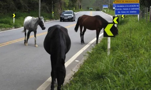 
                                        
                                            Relação sexual com animal pode dar câncer
                                        
                                        