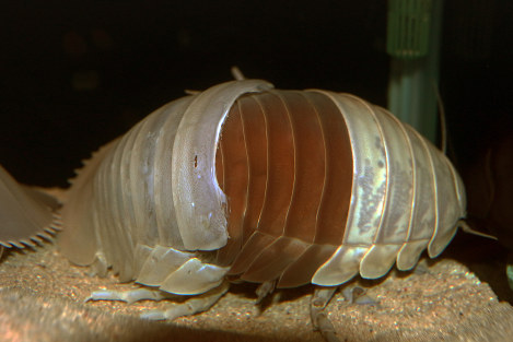 体の後半分から脱皮するダイオウグソクムシ＝鳥羽水族館提供