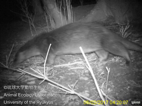 長崎県・対馬の山中で撮影されたカワウソ＝２月６日撮影、琉球大提供