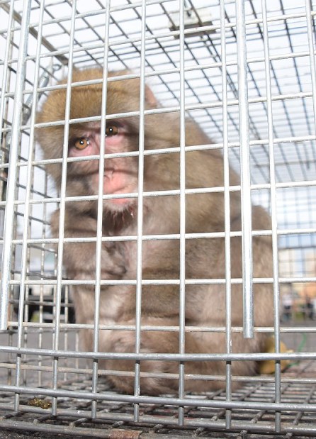 捕獲されたニホンザル＝青森市内で２０１７年８月１７日午後６時５分、一宮俊介撮影