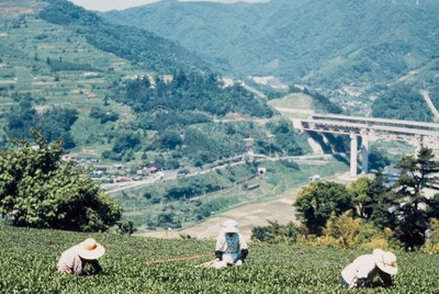 神奈川県山北町での茶摘み＝1971年撮影、県立公文書館所蔵