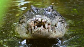 A crocodile with big teeth raises its head out of murky water and looks straight at the camera