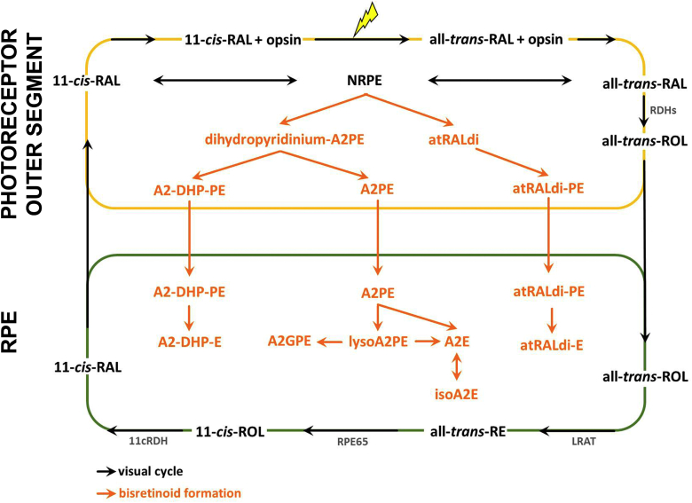 Fig. 1