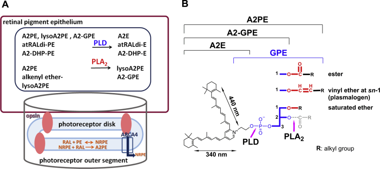 Fig. 3