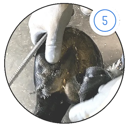 Fifth step of the hoof casting process showing the removal of the heel section.