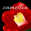 camellia1977