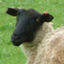 nzsheep