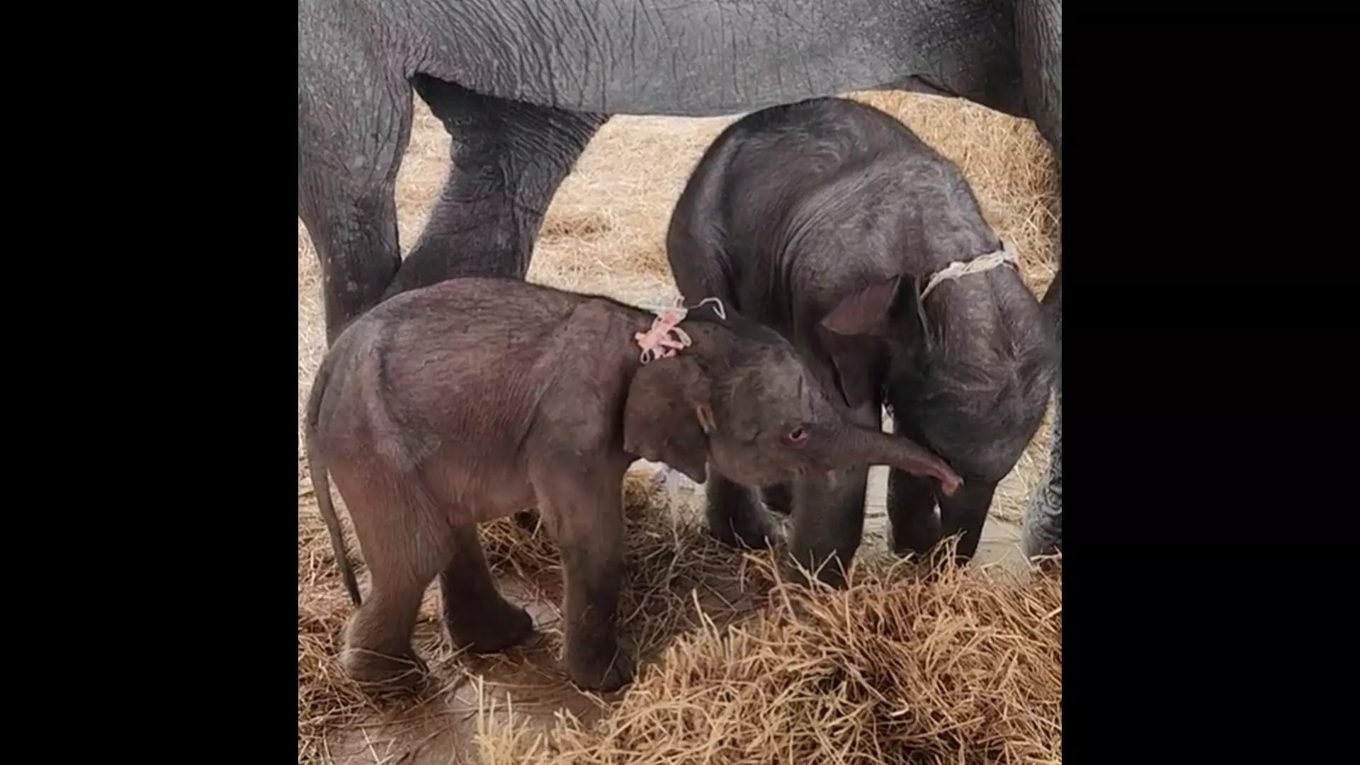 Ikrek születtek egy thaiföldi elefántparkban, az anya rátámadt a második jövevényre
