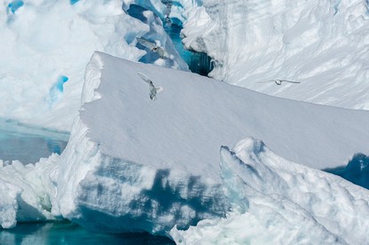 An ice shelf gleams bright white in the sunshine on the Weddell Sea, off the coast of Antarctica