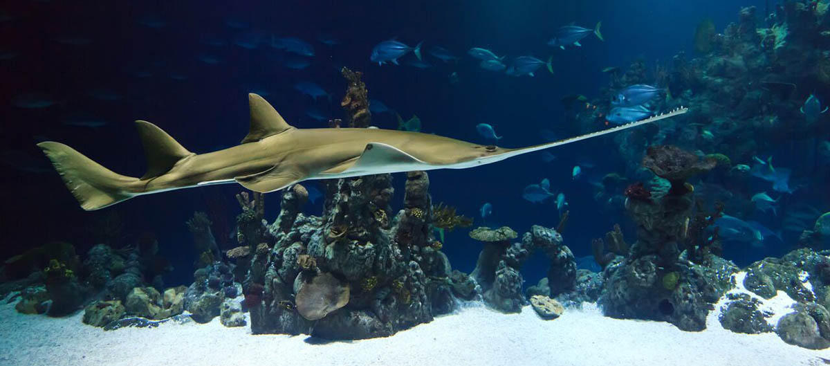 Sawfish, Photo by Petr Kratochvil 