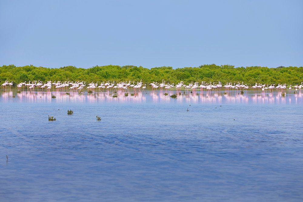 Greater flamingos (Phoenicopterus roseus) in the mangroves of Umm Al-Qaiwain, United Arab Emirates