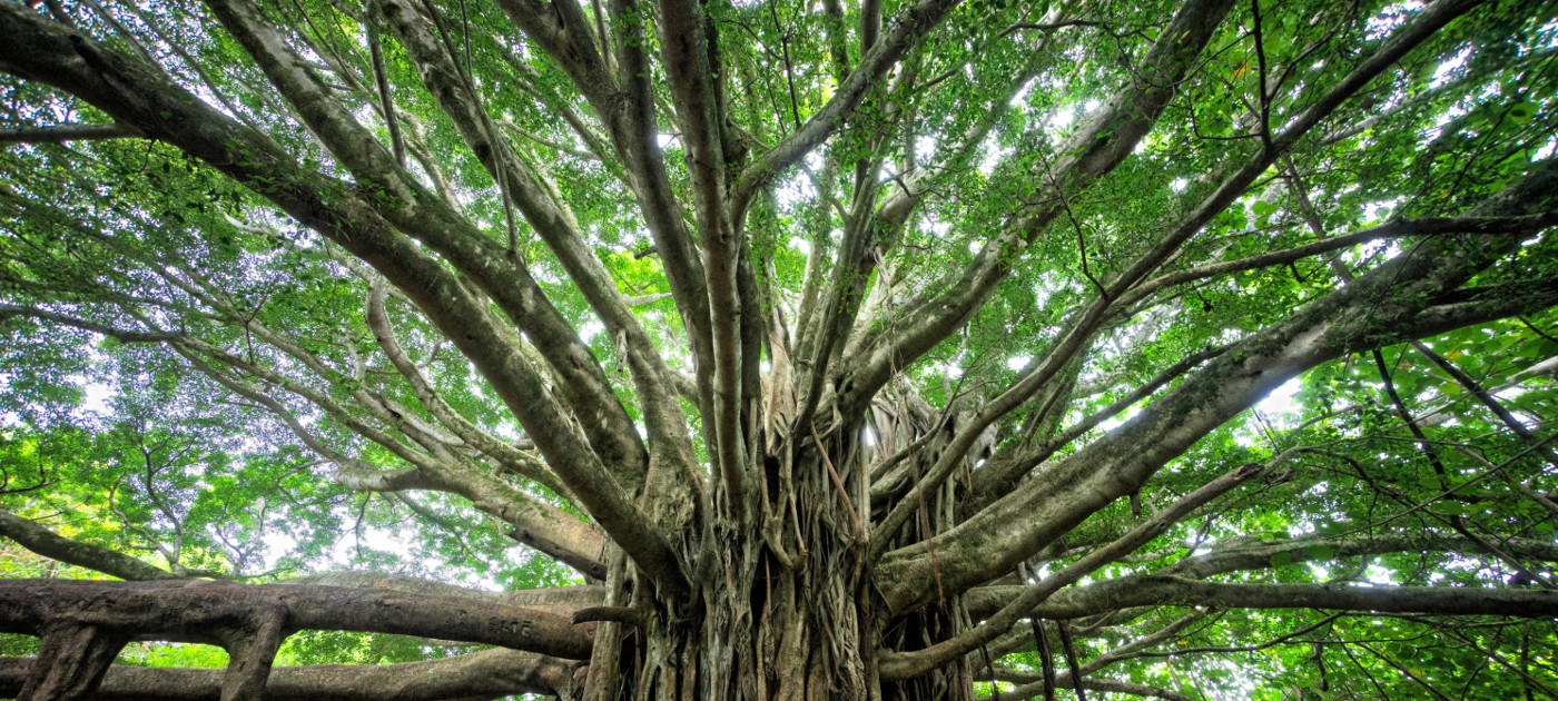 A towering tree with a lush canopy and dense branches