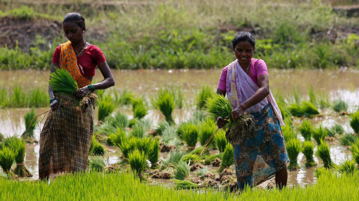 Женщины на рисовом поле