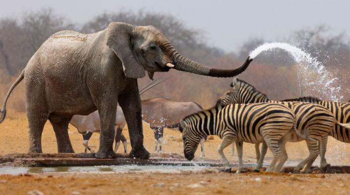 Животный мир в Африке