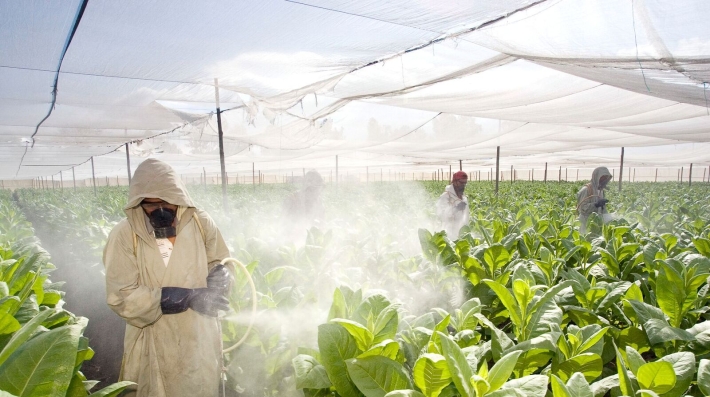 Workers spraying fertilisers on crops