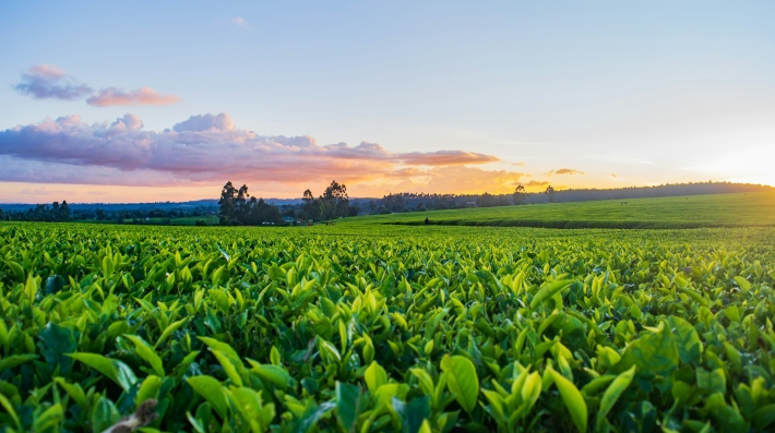 Green grass field under white clouds during daytime